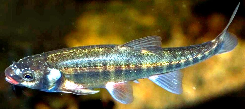 Phoxinus phoxinus_05.jpg